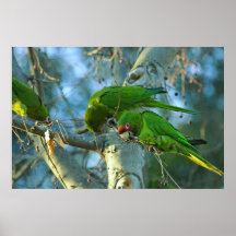 Local Noise Makers Print