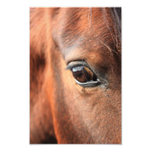 L'oeil du cheval photographies