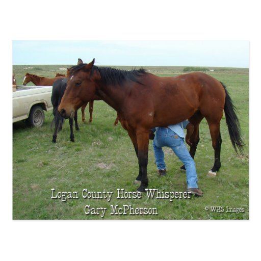 Logan County Horse Whisperer Postcard