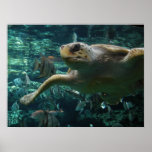 Logger Head Sea Turtle posters