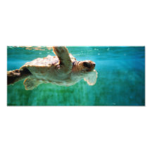 Loggerhead #1 Photo
