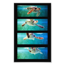 Loggerhead Sea Turtle Study Photo