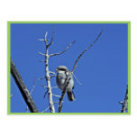 Loggerhead shrike postcards