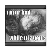 LOLCat 1
