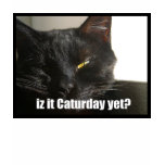 LOLCat 2 t-shirts