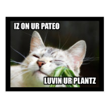 LOLCat Sassy Postcard