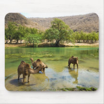 L'Oman, darbat de Wadi, dromadaires pâturant dans Tapis De Souris