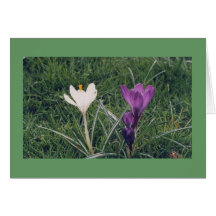 London Crocuses Greeting Card