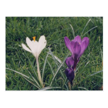 London Crocuses Postcard