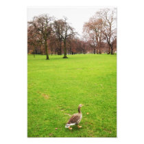 london's park photograph