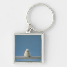 Lone Baby Pet Chicken Sitting on a Perch Key Chains