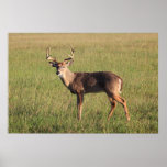 Lone Buck Print