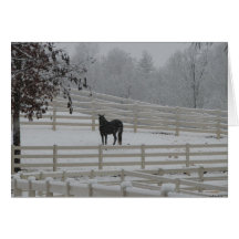 Lone Horse Cards