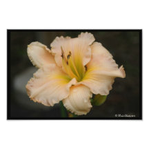 Lone Lily Art Photo
