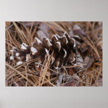 Lone Pine Cone Print