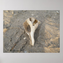 Lone Shell Poster
