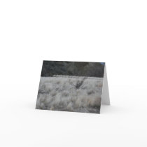 Lone shrub card