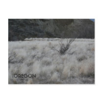 Lone Shrub Post Cards