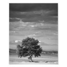 Lone Tree, Wilder Idaho Photo Print