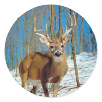 Loneley Reindeer