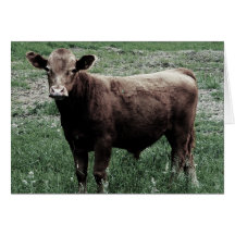 Lonely Cow Greeting Cards