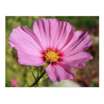 Lonely Flower Postcards