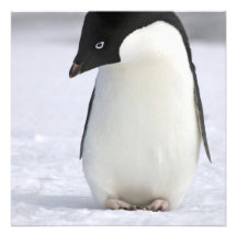Lonely Penguin Invitations
