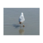 Lonely Seagull Post Card