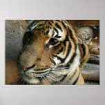 Lonely Tiger Posters