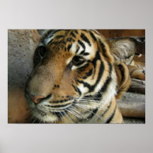 Lonely Tiger Posters