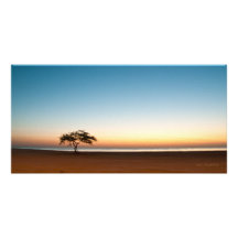 Lonely tree at sunrise in Kuwait Photo Greeting Card
