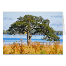 Lonely Tree Card