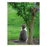 Lonesome Kitty ~ Photo