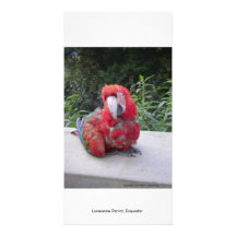 Lonesome Parrot, Ecquador Photo Card
