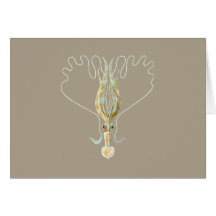 Long-armed Squid Greeting Cards