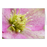 Long Blooming Hellebore cards