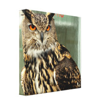 Long Eared Owl Canvas Print