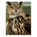 Long Eared Owl Postcard