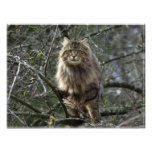 Long-hair Tabby Cat Animal Pet Photo Print