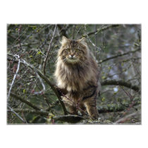 Long-hair Tabby Cat Animal Pet Photo Print