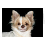 Long haired Chihuahua Card
