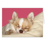 Long haired Chihuahua Card