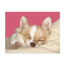 Long haired Chihuahua Postcard