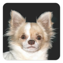 Long haired Chihuahua Sticker