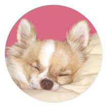 Long haired Chihuahua Round Stickers