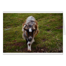 Long Haired Goat. Cards