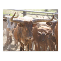 Long horn post cards