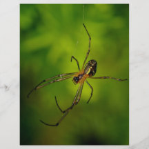 Long-jawed Orb Weaver Spider Flyers