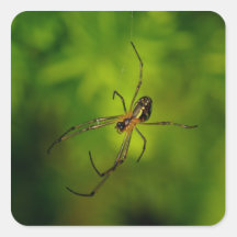 Long-jawed Orb Weaver Spider Sticker