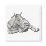 LONG-LEGGED FOAL: HORSE: PENCIL: REALISM MAGNET